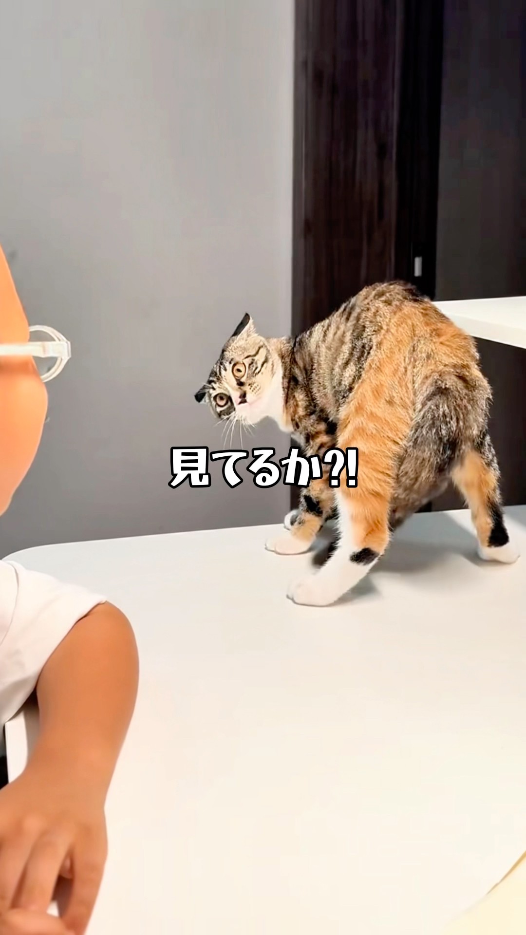 What is this cat? - YouTube