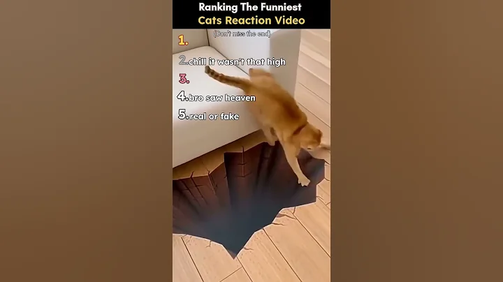 Video 11854631: funniest cats, compilation