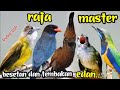 RAJA MASTER || BESETAN DAN TEMBAKAN EDAN || cungkok ,cililin ,kapas tembak ,Tengkek Buto ,c,jenggot