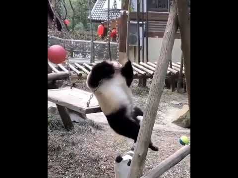 goofy panda - YouTube