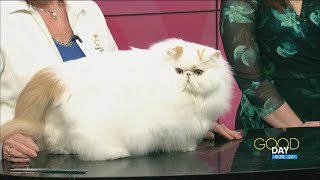 Winter Wonderland Cat Show | Good Day on WTOL 11