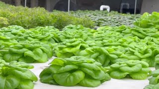 Hydroponic lettuce farmer - Out and about with Jeff Lyons