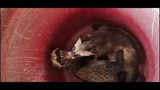 Take Off balada sebuah nama #music #musik #lagu #musang 