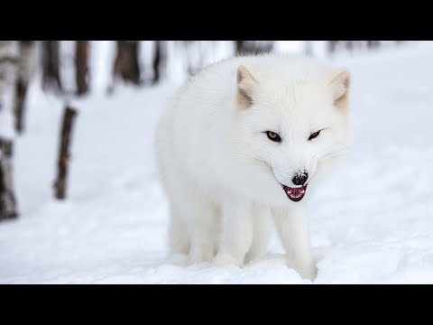 ПЕСЕЦ САМЫЙ ХИТРЫЙ ХИЩНИК/ ИНТЕРЕСНЫЕ ФАКТЫ О ПЕСЦЕ