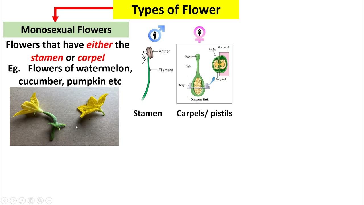 Monosexual and Bisexual Flowers YouTube