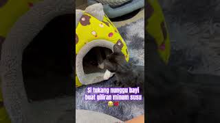 Shadow Gemesh N Sabar Sekalicat catlover kucinglucu
