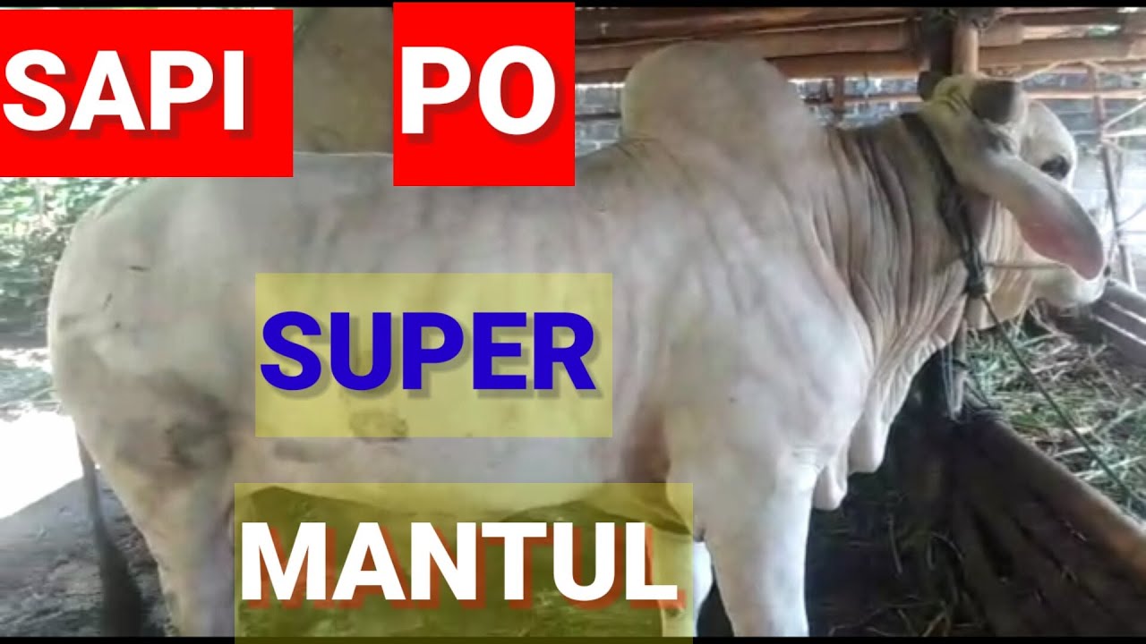 Sapi PO Super kwalitas kontes - YouTube