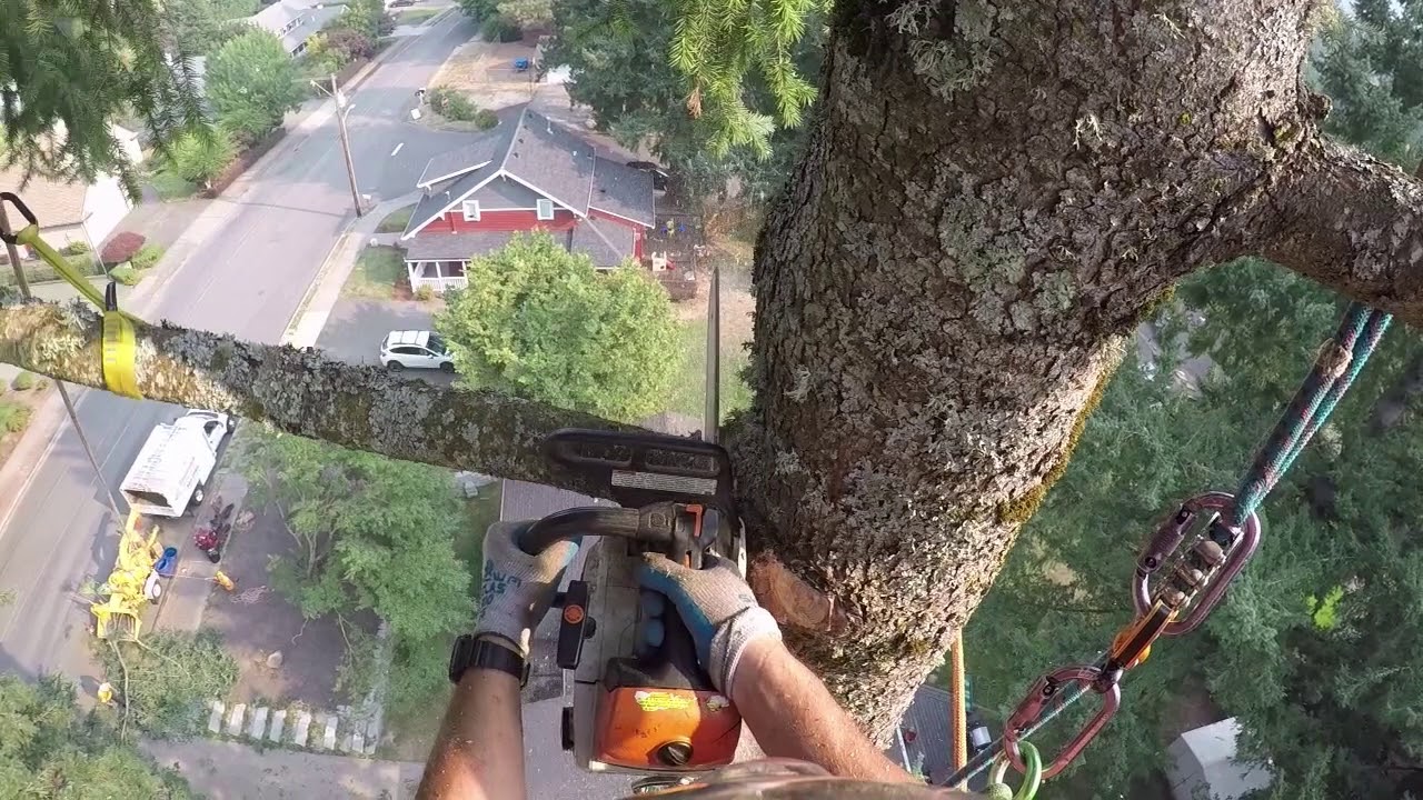 Fir Tree Removal Zipline over house YouTube