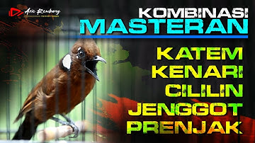 MASTERAN KAPAS TEMBAK _ KENARI _ CILILIN _ JENGGOT _ PRENJAK