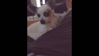 Dog Smells Fart And Gets Stiff Temporarily