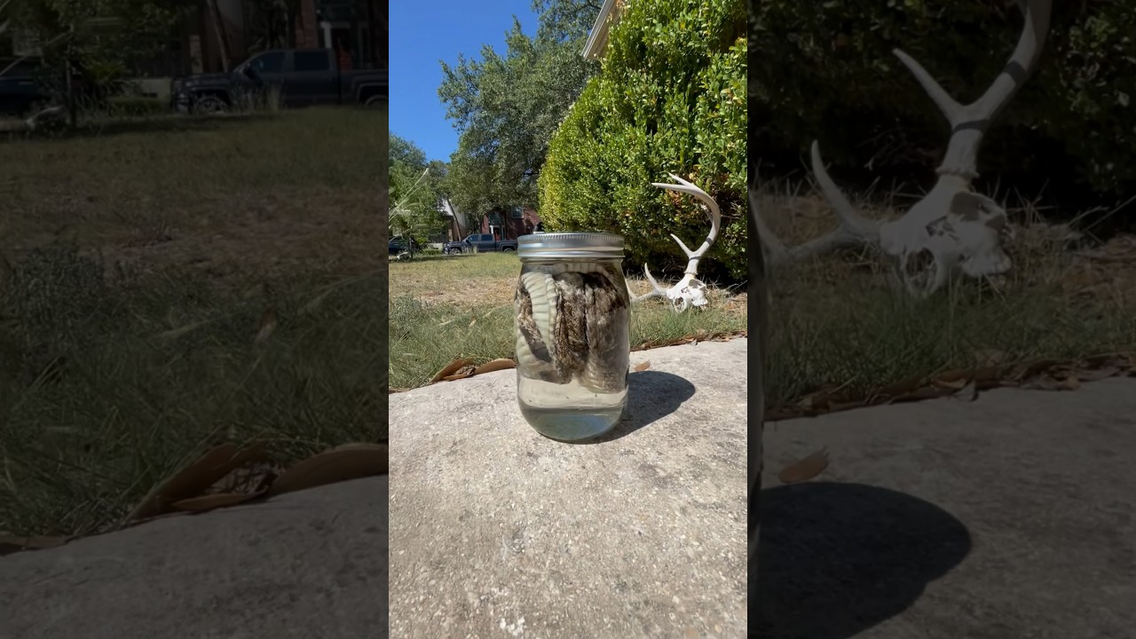 Watch Tanning a Rattlesnake Skin: Part 2: Fleshing on YouTube Watch Tanning a Rattlesnake Skin: Part 2: Fleshing on YouTube