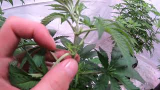 How to determine if a cannabis plant is female or Male 4 to 6 weeks into vegetative stage.