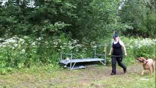 Condan Luonnetesti, Osio 7 Ääniherkkyys