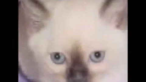 Watch the video about Innocentia Cattery Tonkinese and British Shorthair Kittens