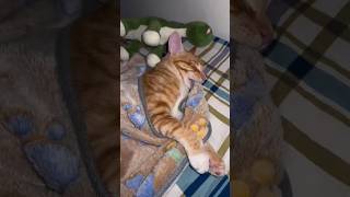 This Cat Has The Weirdest Way Of Sleeping 😂