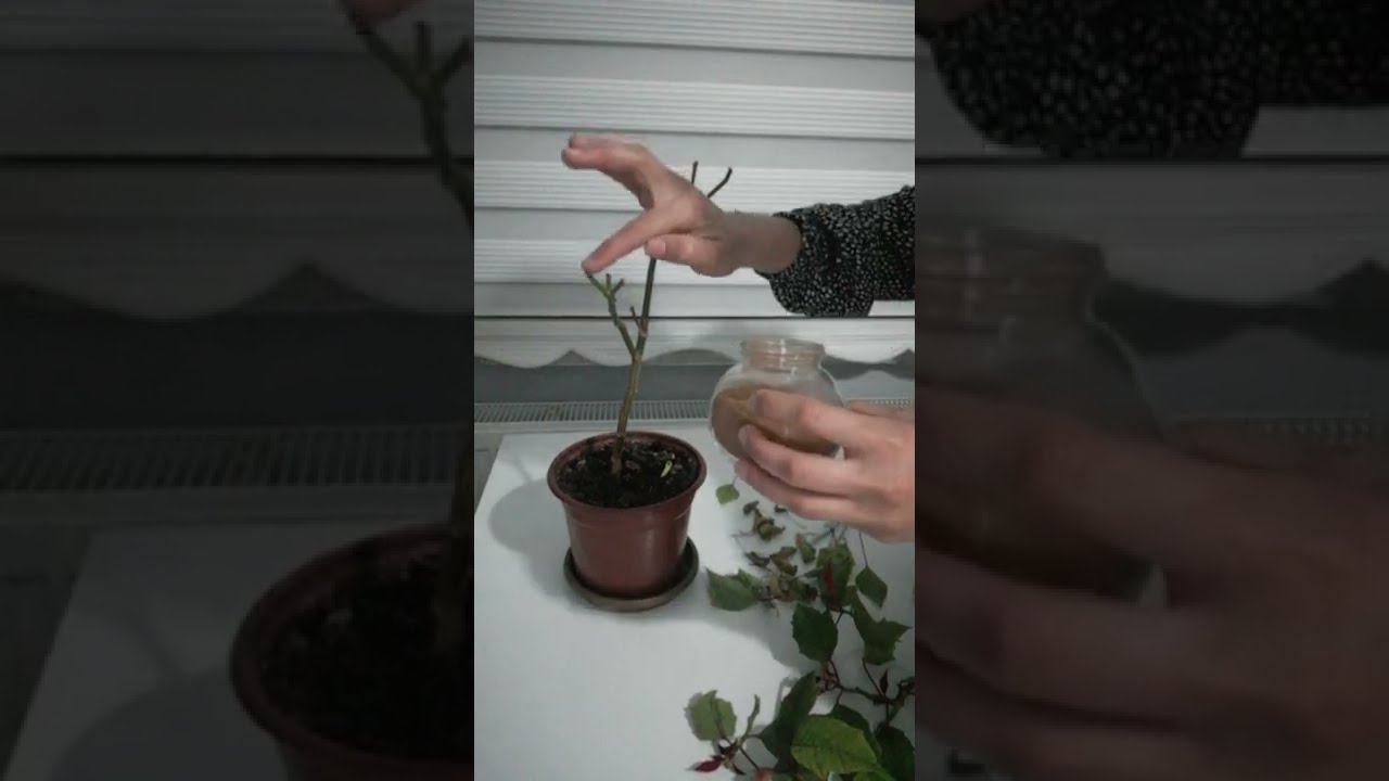 Atatürk Çiçeğinin Budanması/ Bakımı