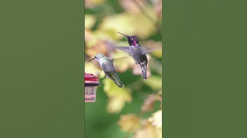 Female and Male Annas hummingbirds in slow motion