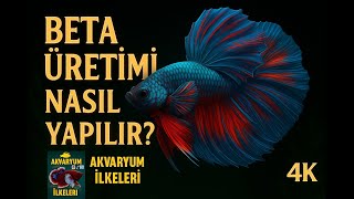 Beta Üreti̇mi̇ Nasll Yapilir Detayli Vi̇deo