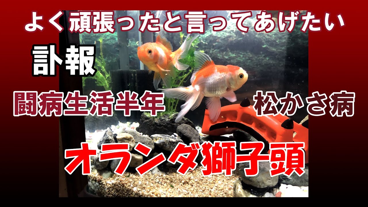 金魚飼育 オランダ獅子頭 訃報 22 04 14 Youtube