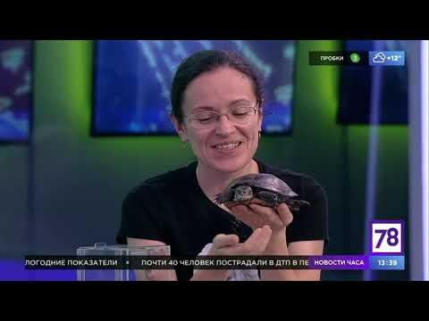 Внеклассное чтение 78. Эфир от 27.09.21. Светлана Александрова о братьях наших меньших