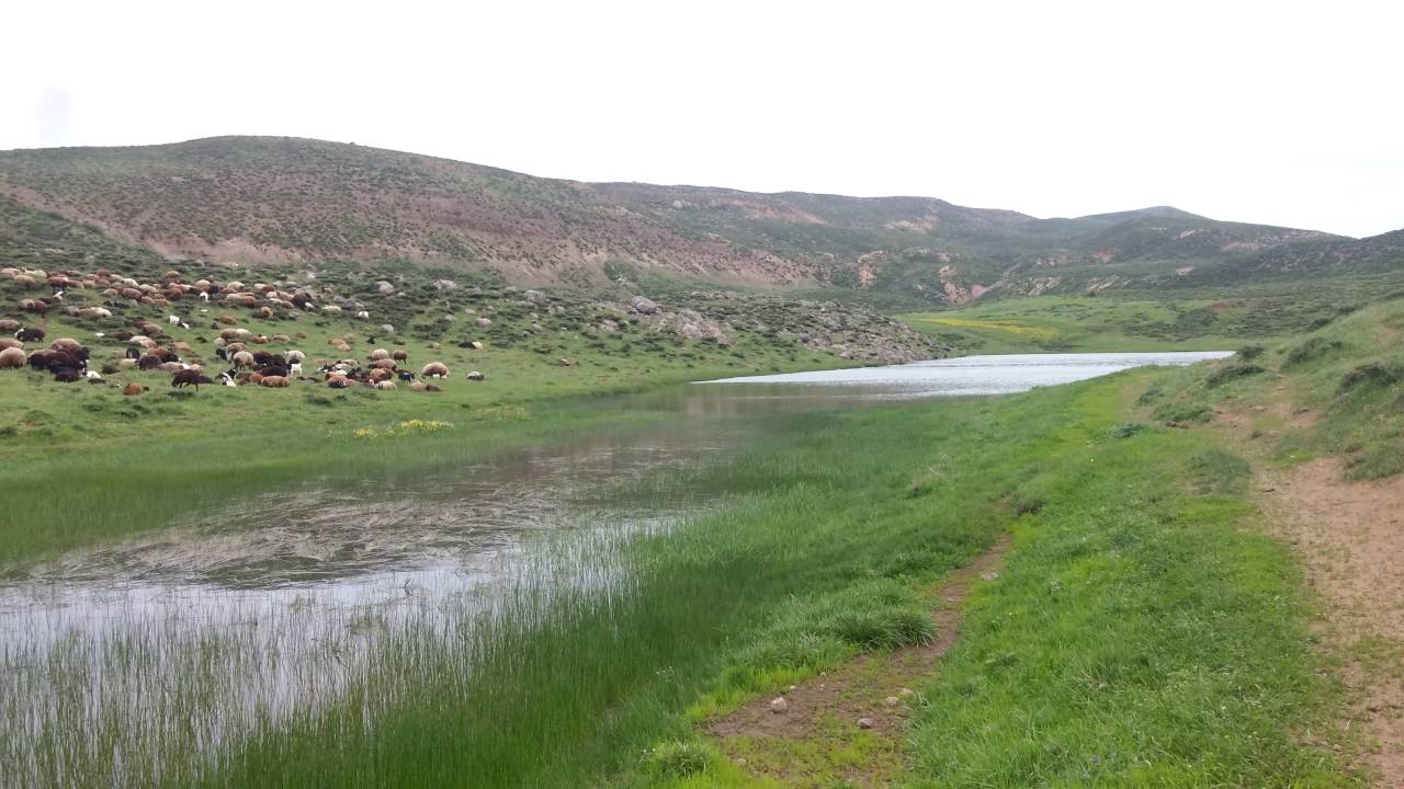 QAWUMAN GOLI GOLAN SIWAN SELCUK