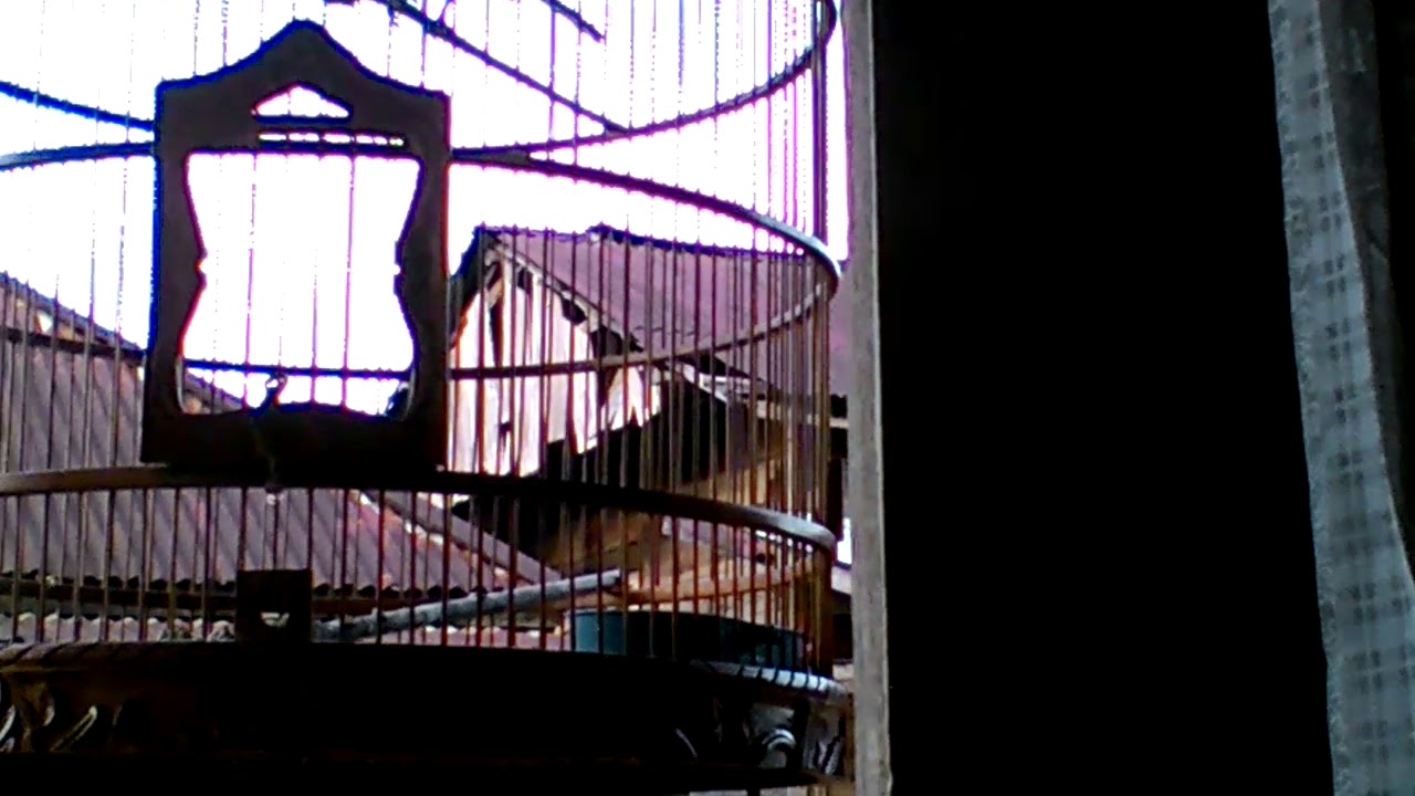Suara Burung kacer super gacor 