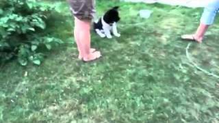 Download Lagu Mauwie et petit pou 2 MP3