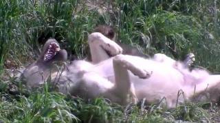 水場に落ちたオオカミの赤ちゃん~Wolf's family