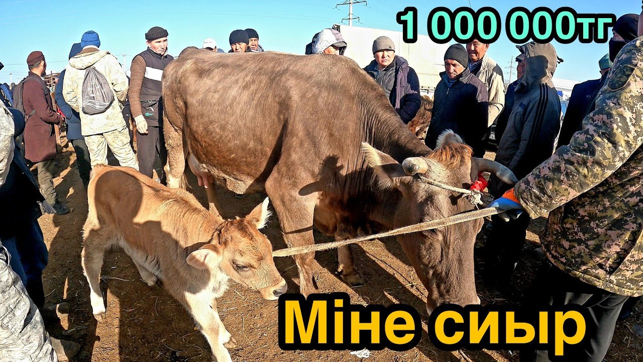 МАЛ БАЗАР ҰЗЫНАҒАШ 02.04.2023 ІРІ ҚАРА БАҒАЛАРЫ