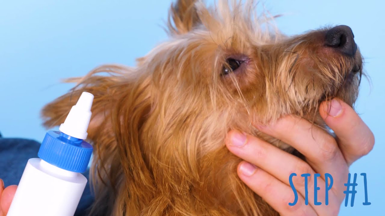 Can A Dog’S Ears Be Syringed?