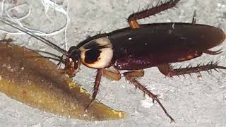 Telapoka Roach Eating 25