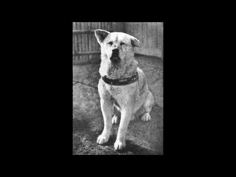 Video: Die Regte Verhaal Van Die Hond Hachiko