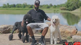 Is The Standard Poodle The Right Dog For You?