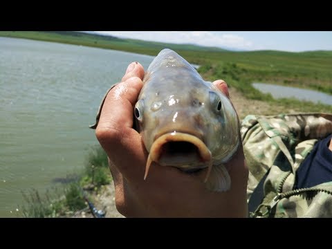 თევზაობა კობრზე ფიდერის მონტაჟით