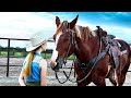 Champion le cheval qui parle  film complet en franais  famille enfant