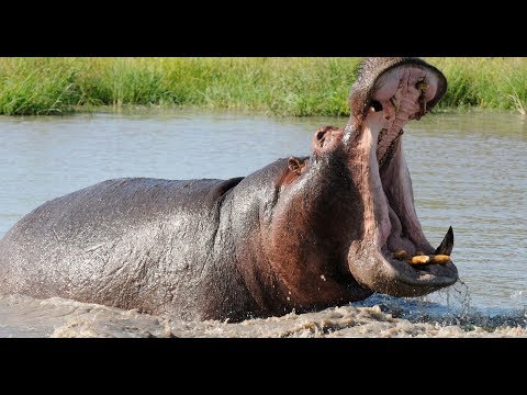 სახიფათო არსებები