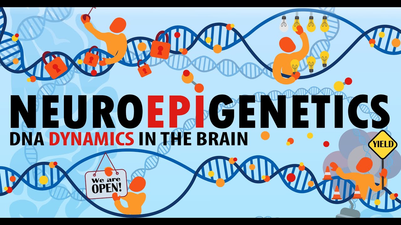 Introduction to Neuroepigenetics (Vanessa B. Sanchez, Neuroscience PhD Candidate)
