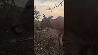 #ลูกแม่ #คิดถึงบ้าน #บ้านนา #บ้านนอกบ้านนา