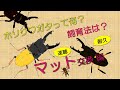 【ホソクワ・ニセネブト】【マット交換】ホソクワガタのマット補充をしてみました【クワガタ飼育法】【HOW TO】【超耐久】