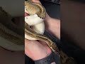 Pastel Pied Male Breeder