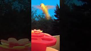 hummingbird #washingtonstate #birds #nature #feeding #wildlife
