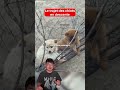 Le trajet des chiots en descente