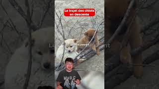 Le trajet des chiots en descente