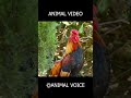 Animal Sound Challenge 🐵 | Try This!