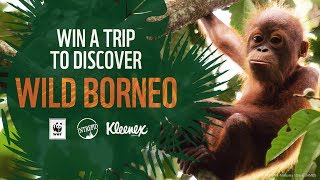Win A Trip To Discover Wild Borneo Wwf-Australia