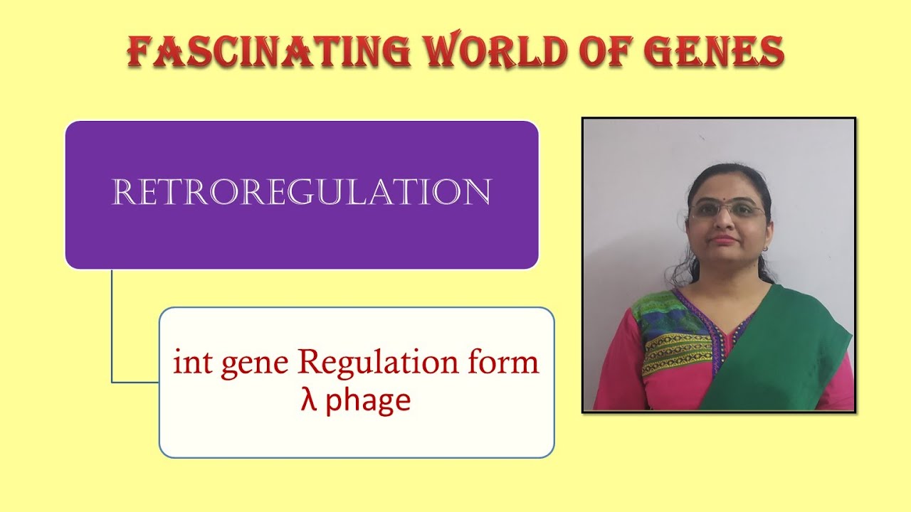 Retroregulation int gene regulation YouTube