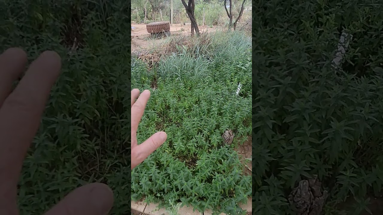 mint as a ground cover in our food forest.