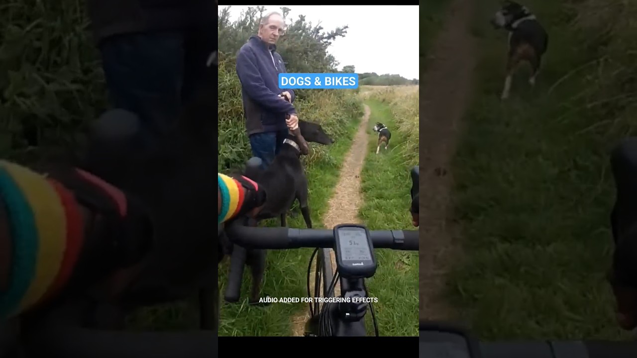 Triggered By Dogs In The Bike Lane Again