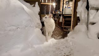 真冬の北海道　山小屋と犬との日常【1月の未公開集】2022