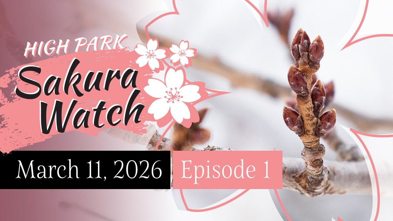 Sakura Watch March 11, 2026 - Episode 1 - First look at cherry